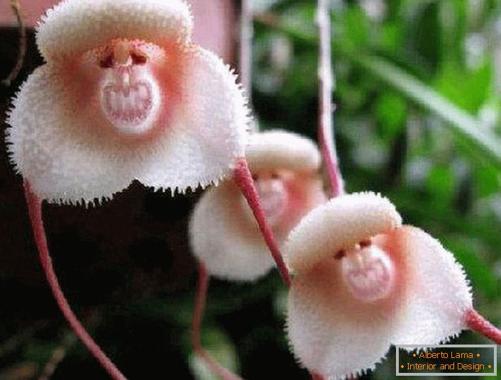 Orchidee von den Ufern des Amazonas
