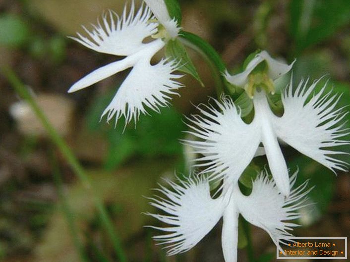 Eine überraschend ungewöhnliche Blume, die einem Weißstorch ähnelt. Die Orchidee ist Japaner.