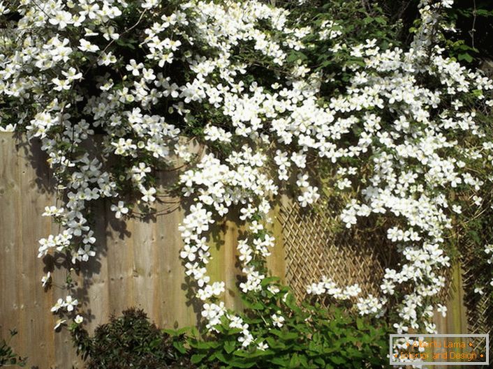 Clematisblumen sind auf dem Gartenzaun weiß.
