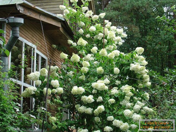 Ein großer Strauch der weißen Hortensien auf dem Hintergrund des Landhauses.
