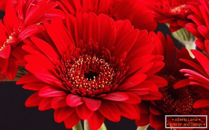 Leuchtend rote Gerbera Blumen