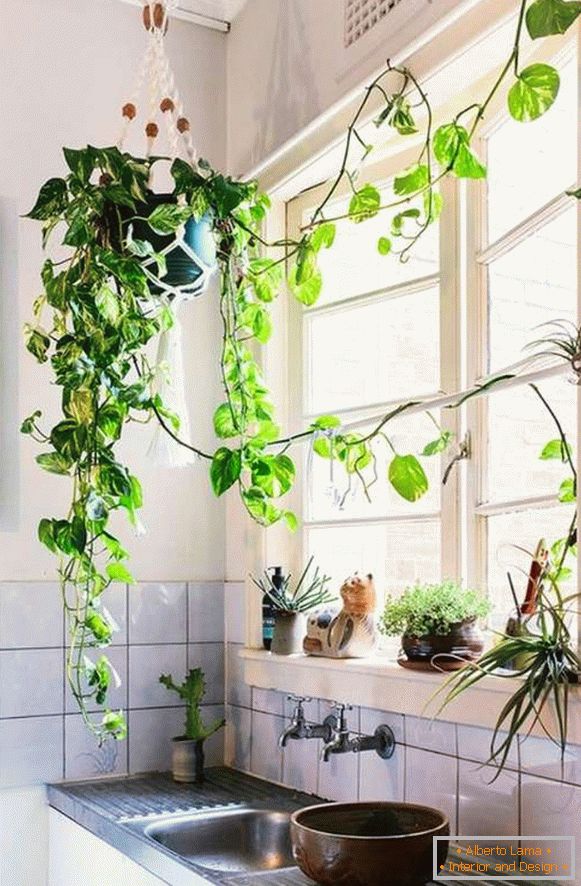Pflanzen im Inneren der Küche, Foto 38