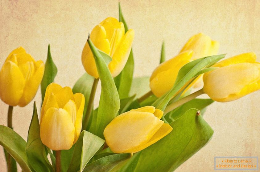 Ein Bouquet von gelben Tulpen