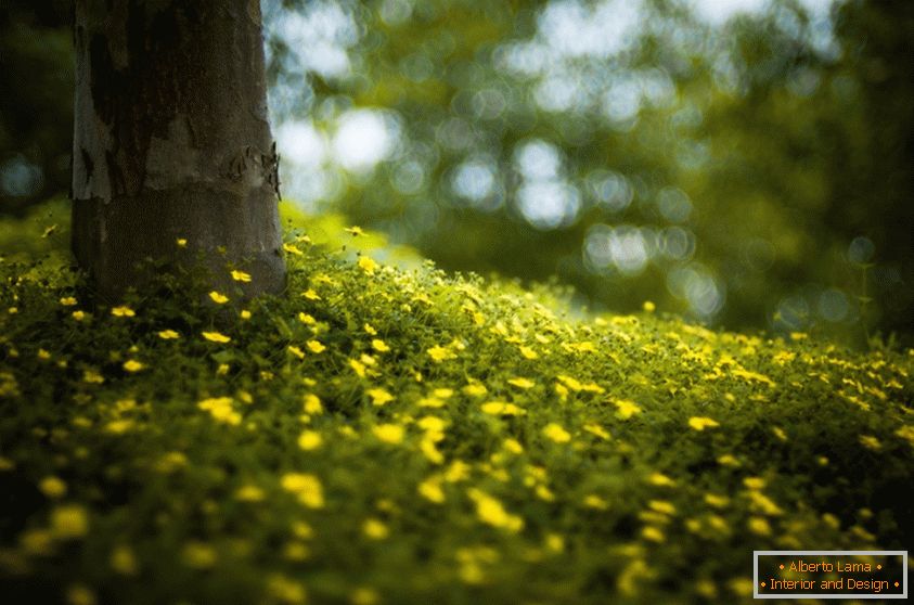 Blumen im Wald, Brooke Pennington