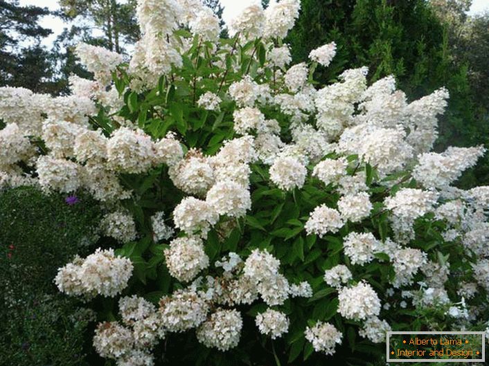 Hortensia parisulate - ein großer, üppiger Strauch für dein Infield.