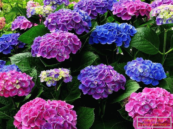 Mehrfarbiger Blütenstand von Hortensien. Blaue, rosa, violette Blüten vermischen sich harmonisch miteinander.