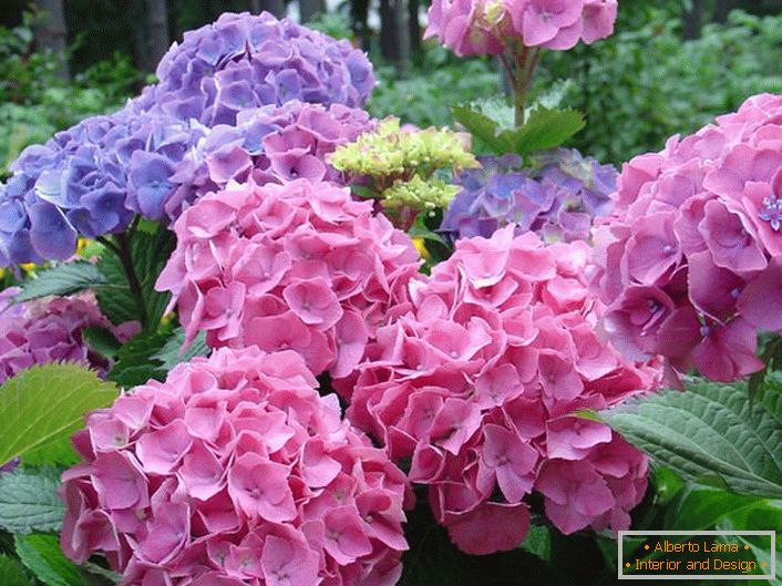 Hellrosa und hellviolette Blütenstände sind die Favoriten unter den modernen Gärtnern.