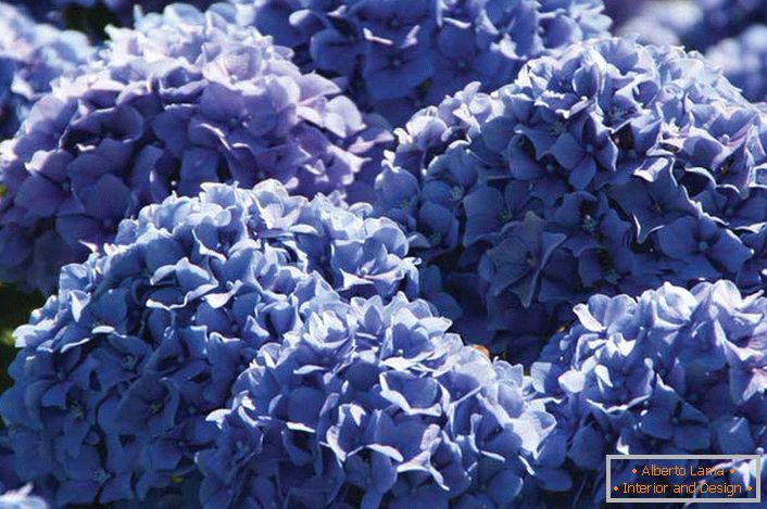 Violette Blumen von Gartenhortensien werden in voluminösen, üppigen Blütenständen von abgerundeter Form gesammelt.