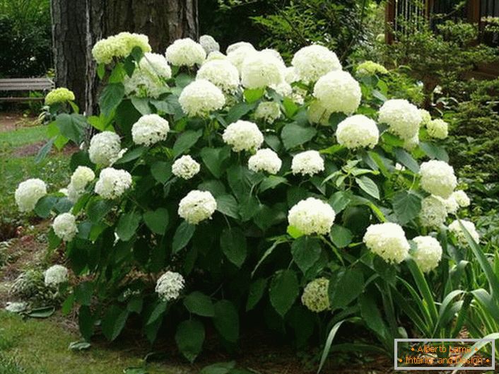 Der Hortensienstrauch mit einem großen weißen Blütenstand von klassischer Form ist eine ausgezeichnete Dekoration für die Schwelle des Hauses.