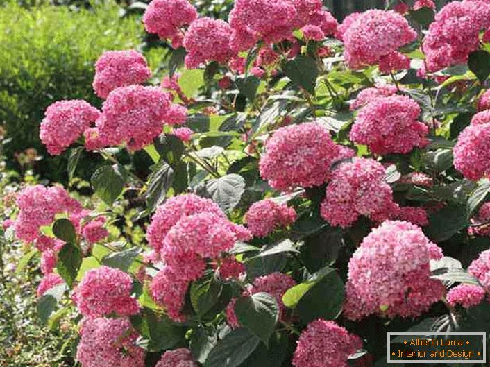 Helle Blütenstände einer Hortensie einer baumartigen hellrosa Farbe.