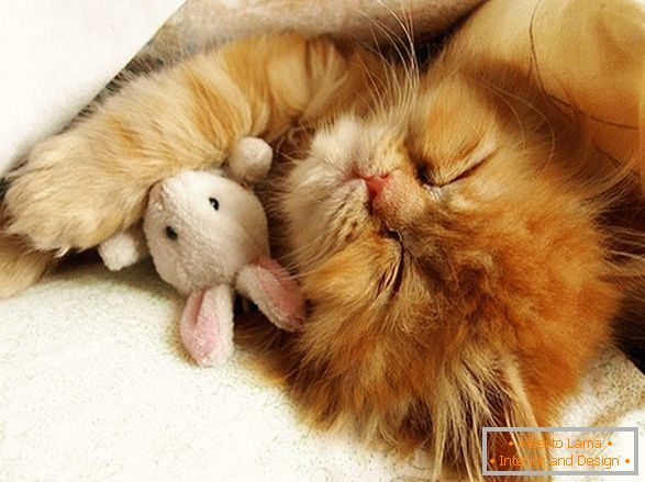 Süßes schlafendes Kätzchen