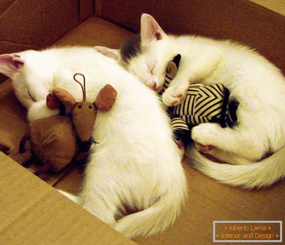 Zwei schlafende Kätzchen in einer Umarmung mit Spielzeug