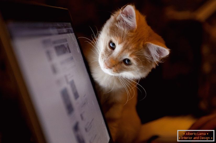 Die Katze schaut auf den Monitor