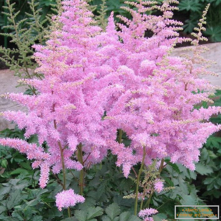 Hellviolette Blütenstände von Astilba werden zu einem originellen Schmuck eines jeden Vorgartens.