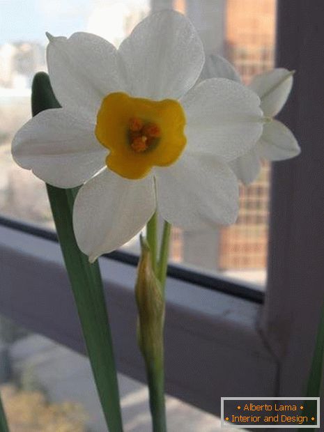 Blume von Narcissus