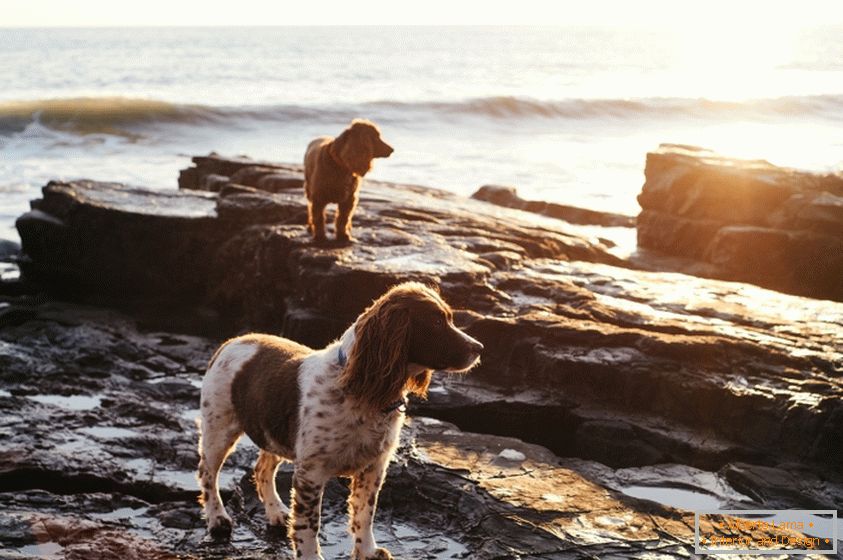 Hunde an der Küste