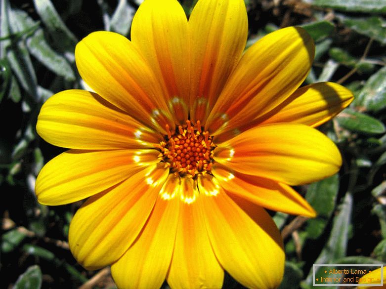 Zarte gelbe Blume
