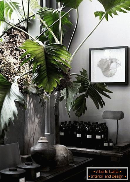 Zimmerpflanze mit großen Blättern