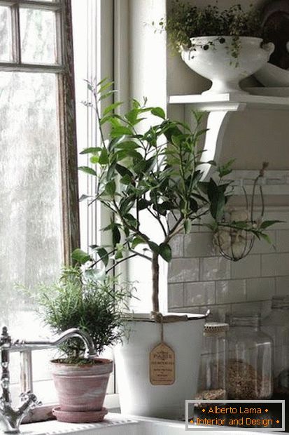 Pflanzen im Inneren der Küche