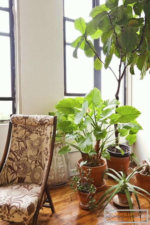 Innen растения за креслом