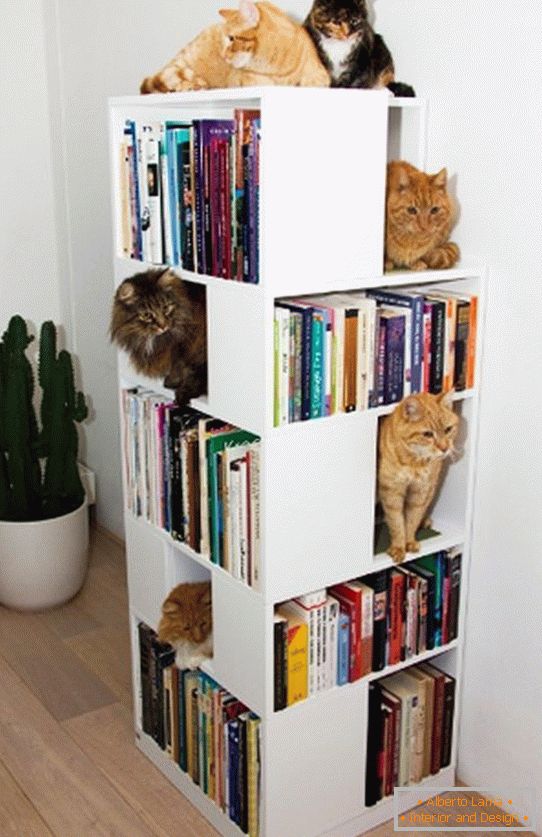 Regale für Katzen в книжном стеллаже