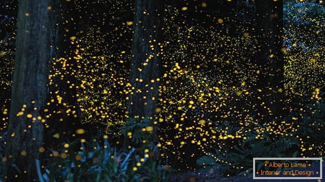 Fabelhafte goldene Glühwürmchen vom japanischen Fotografen Yuki Karo