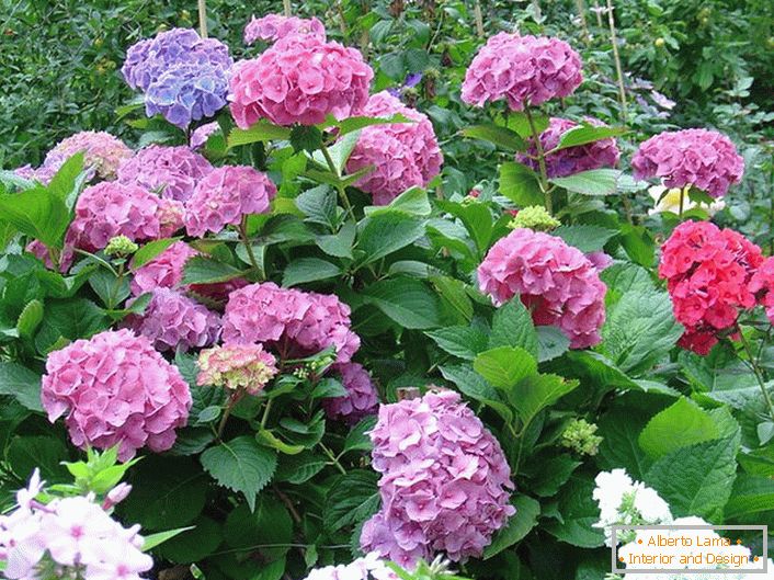 Garten Hortensie mit Knospen der klassischen Form. Ein Beispiel für eine gepflegte Blume.