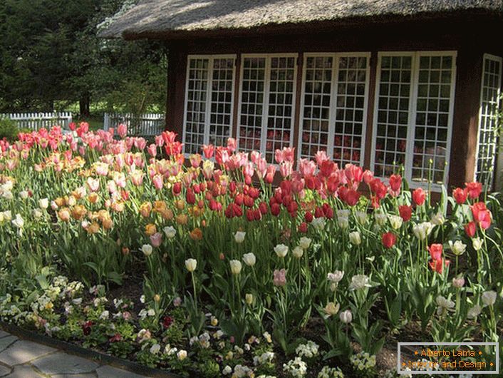 Tulpen im Hof ​​des Hauses