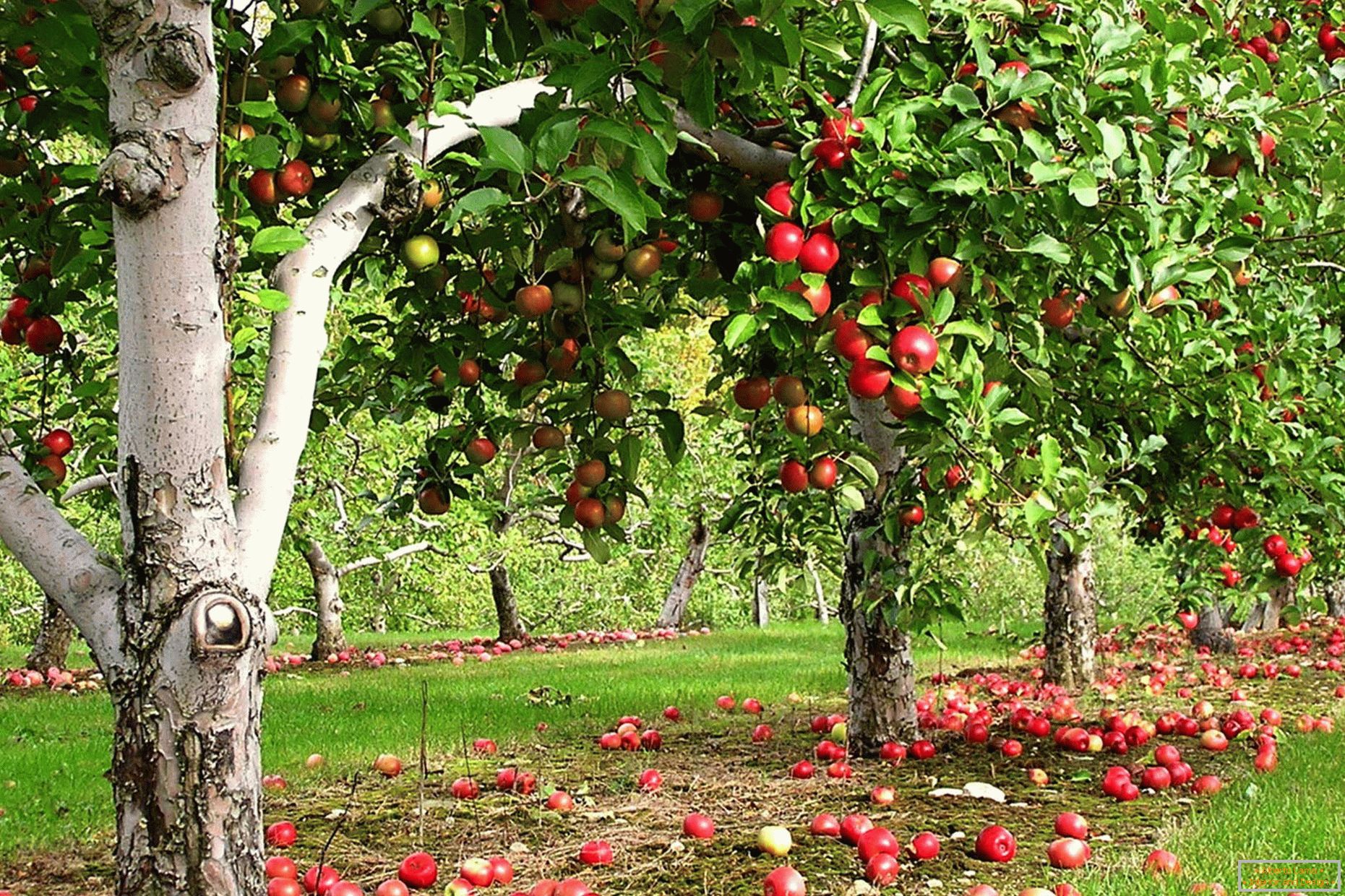 Apfelbaumgarten im Land