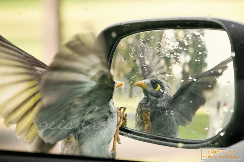 Der Vogel schaut in den Seitenspiegel des Autos