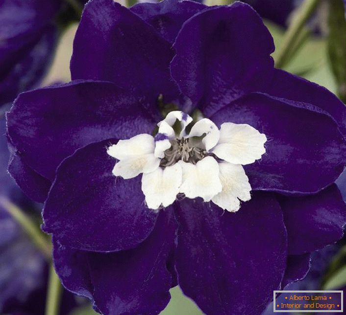 Dunkelviolette Delphinium Blumen