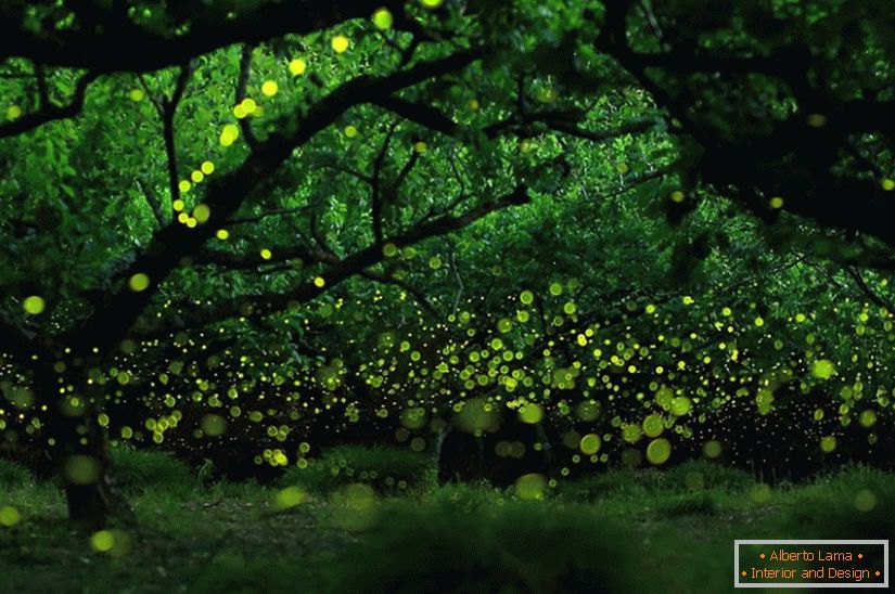 Magische Fotos von Glühwürmchen in Nagoya, Japan