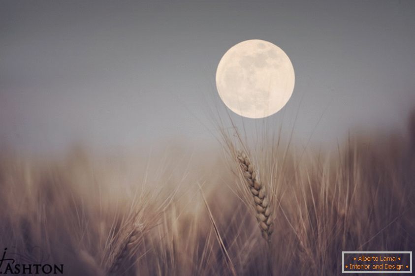 Mond im Hintergrund des Weizens
