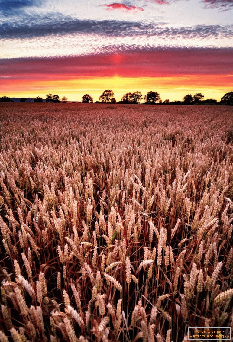 Sonnenuntergang auf dem Weizenfeld, Fotograf Joe Daniel Price