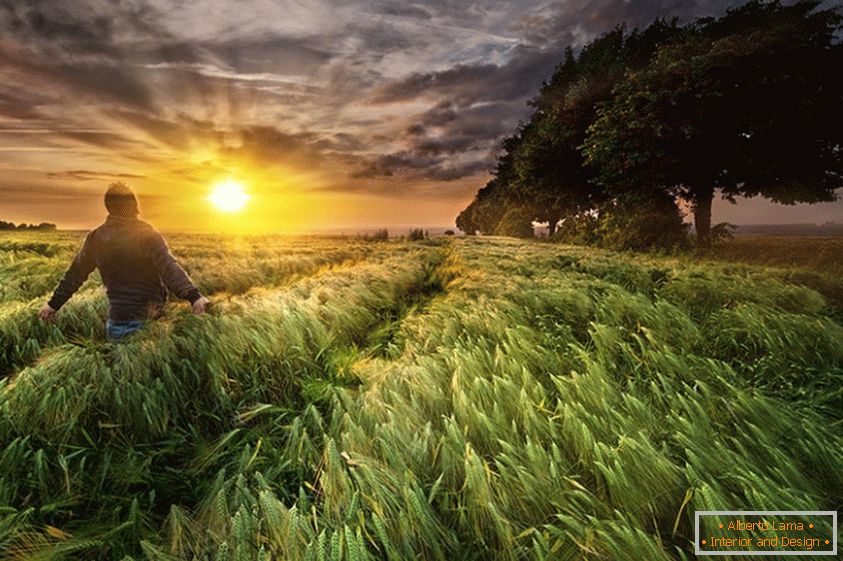 Ein Mann in einem Weizenfeld, Fotograf Paul Wozniak