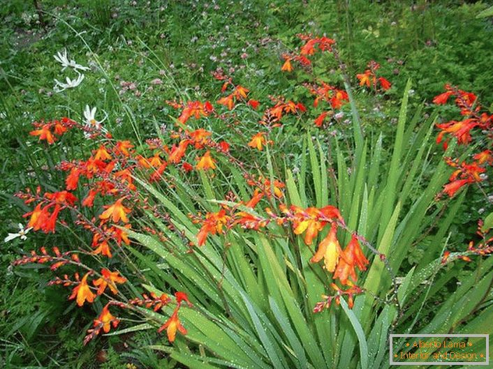 Japanische Gladiolus erfordert einmal wöchentlich während der Vegetationsperiode und ordentliche Lockerung des Bodens zu gießen.