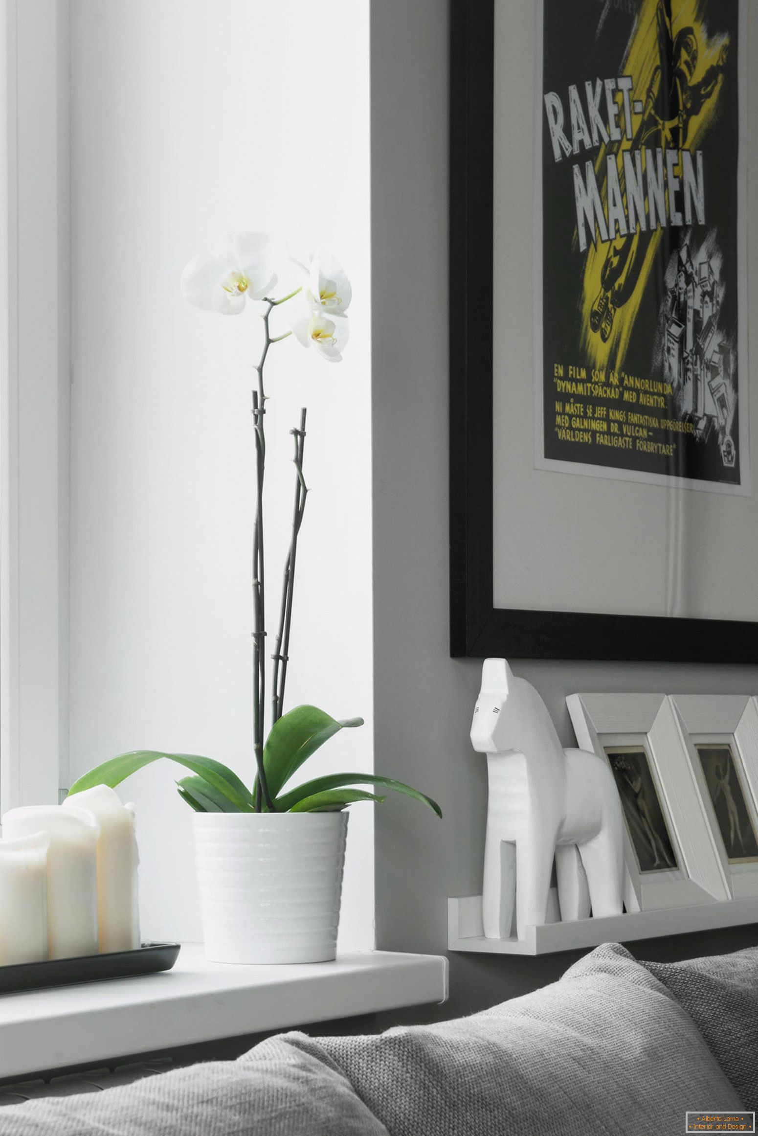 Orchidee im Wohnzimmer der Studiowohnung